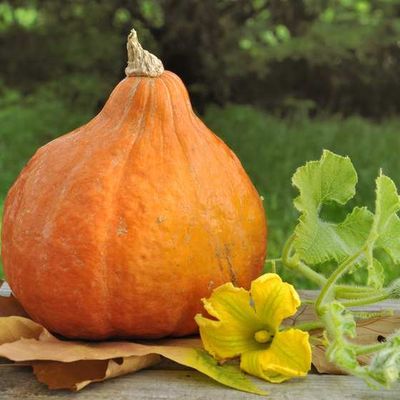 Confit de potimarron aux champignons et grisons (light) 
