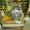 Les chats sont d'incontournables amateurs de livres et de grands amoureux des écrivains ! :)