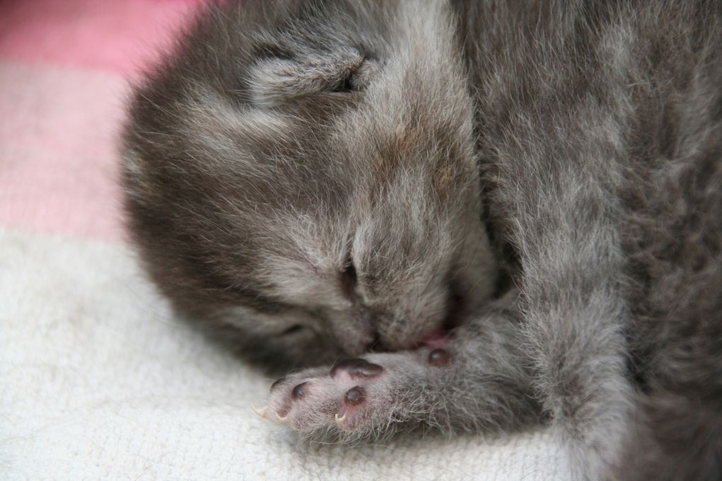 Portée de deux chatons.
(Chaussette + Dwayne)