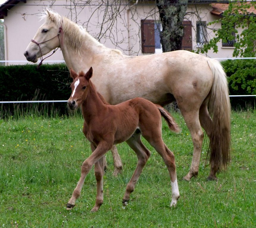 Jument onc palomino par Quad'or et Kahomanie, née le 10 mars 07