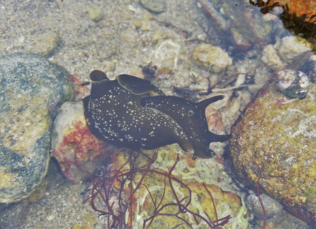 2 Grands Chitons épineux (touffes de soie près des plaques) sous une pierre parmi les Serpules, Etoile glaciaire de belle taille, impressionnante Eponge Mie de Pain encroûtant la roche, peut-être des Anémones Oeillet de mer près de l'Eponge encroûtante, Holothurie noire > 20cm,  Anémone verte, Aplysie tachetée (limace à coquille interne), Pisa sp. (Araignée de mer), ponte blanche d'Eolidien (limace à papilles).