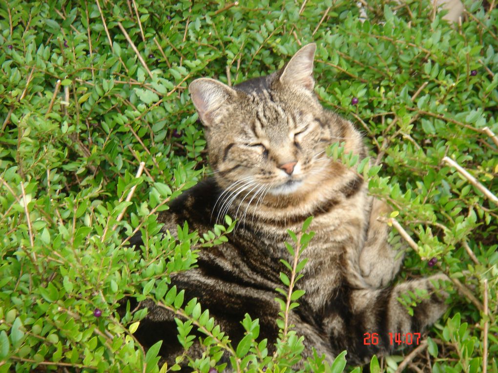 Billy a été notre compagnon pendant 15 ans.
Doux, affectueux et nos faisant la fête quand revenions d'une sortie.