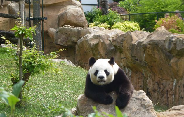 Zoo de Beauval