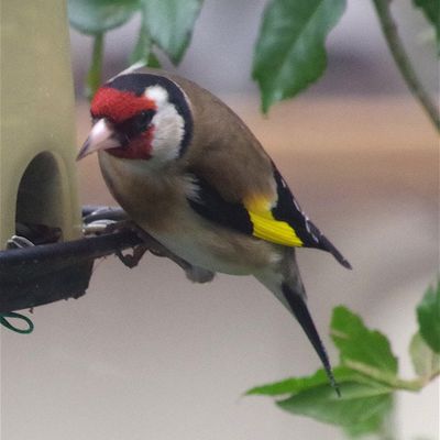480 - Le WE national de comptage des oiseaux des jardins