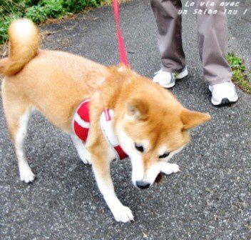 *Toutes les photos dans "La vie avec un Shiba Inu !"  appartiennent à "akishiba", l'auteur de ce blog. 