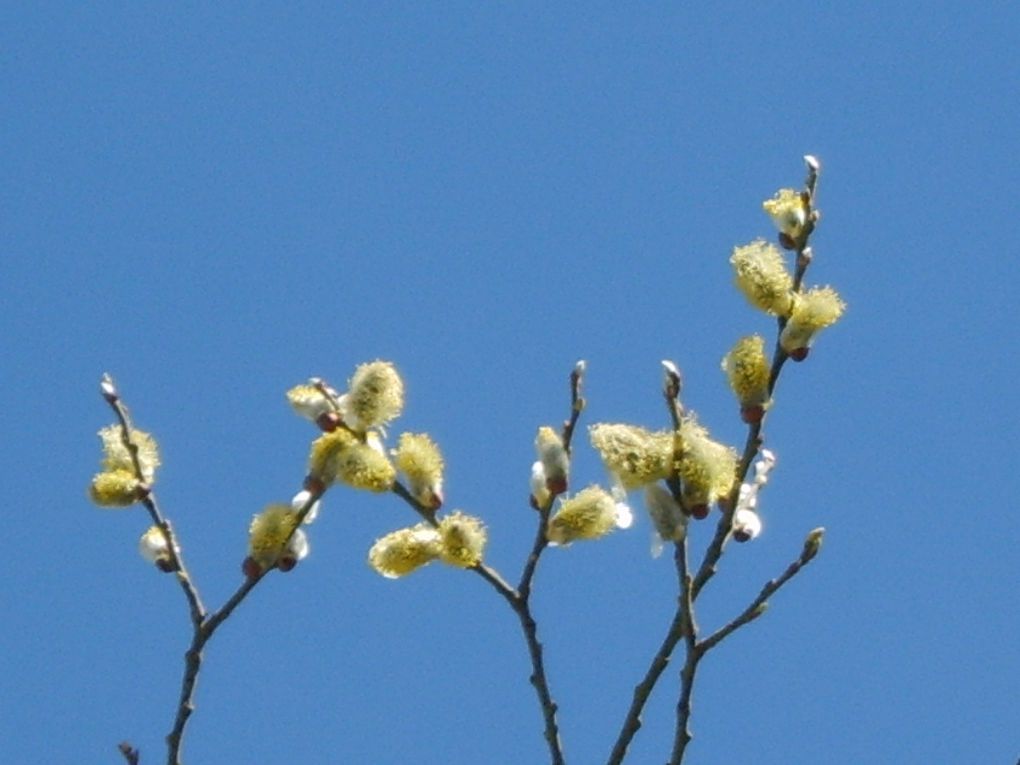 Flore : arbres, branches, feuilles, bourgeons, fleurs, mousse, fougères, chardons ...