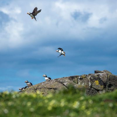 The Puffin in Summer