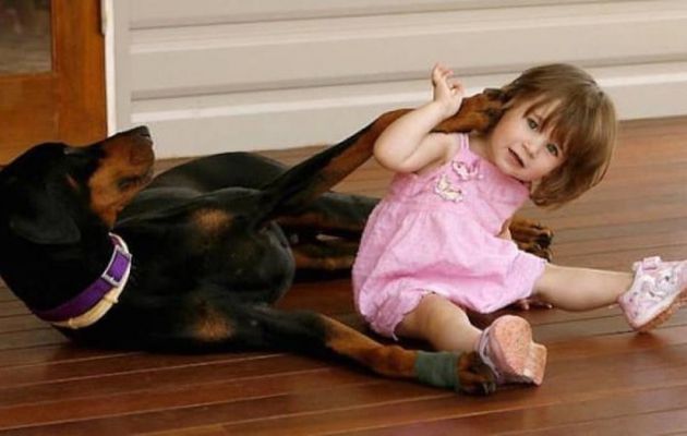 Le chien attrape la fillette par la couche, puis la maman entend un cri de douleur… Quand elle découvre ce qui se passe, c’est le choc total !