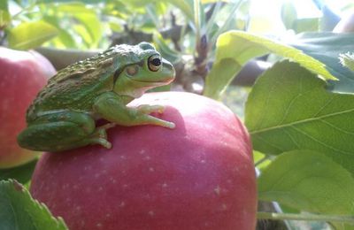 Bizarreries du Pays d’Oz : les bê-bêtes de la ferme !