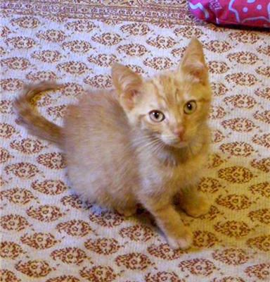 Aladin, petit chaton roux super câlin