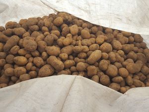 Culture de pommes de terre de plein champ en agriculture raisonnée à Vigeois.