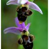 Ophrys bécasse