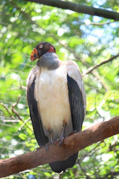 La park des Aves - Parc des oiseaux au Brésil