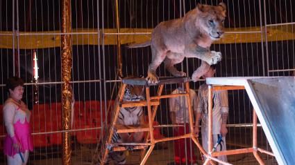 Montpellier : le conseil municipal vote l'interdiction des cirques avec animaux sauvages