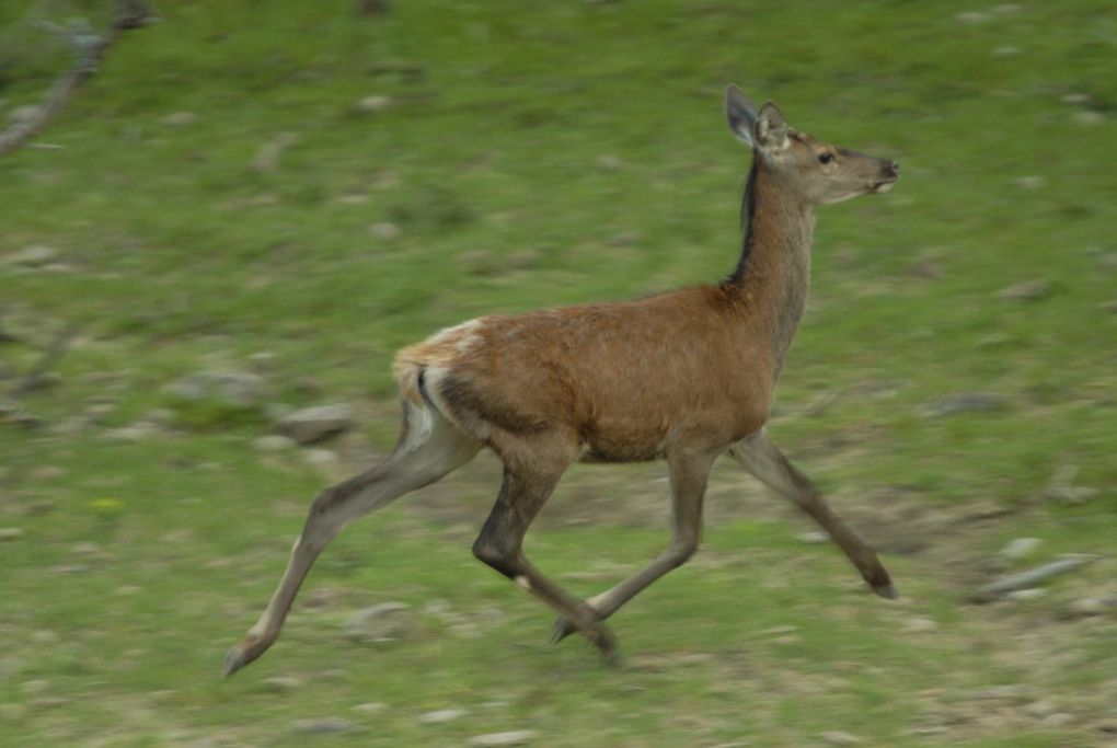 femmina, Riserva Naturale Acquerino-Cantagallo