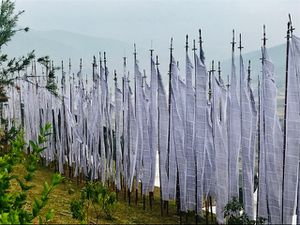 De ces hauteurs on profite  de la belle vue sur la vallée de Punakha , ancienne capitale du royaume et centre historique religieux  du Bhoutan . Les "Holy flags "blancs sont en l'honneur d'un décès  dans la famille royale 