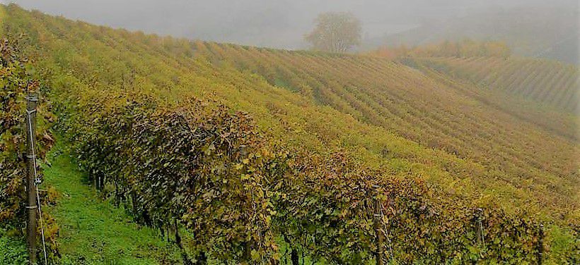 #Muscat Producers Vermont Vineyards