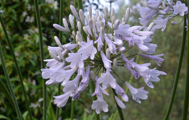 Agapanthus 'Windsor Grey'