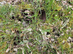 Odile attire notre attention sur l'Auricularia auricula-judae, communément appelée Oreille-de-Judas, est une espèce de champignons basidiomycètes comestibles du genre Auricularia, dont la forme extérieure rappelle celle d'une oreille. 