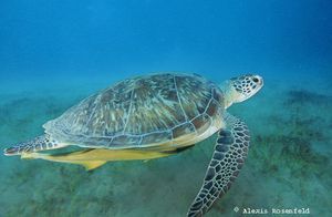 La médecine de la Tortue