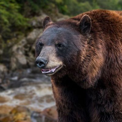 Ours abattus dans les Pyrénées : des associations demandent leur remplacement et l'avancée des enquêtes