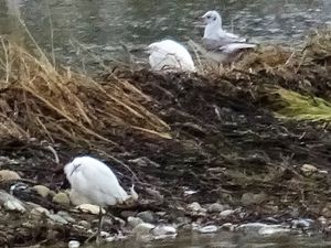 .... de regarder les oiseaux .....