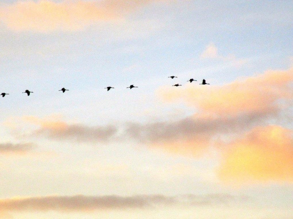 Les grues reviennent le soir sur le lac du Der