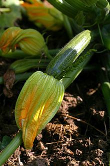 Fleur de courgette crue