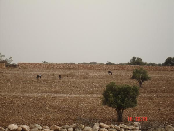 Nous sommes all&eacute;s nous rafra&icirc;chir &agrave; Essaouira avec mes parents pour f&ecirc;ter nos 7 ans de mariage. Sur le chemin du retour, nous avons d&eacute;couvert un superbe domaine viticole de 30 hectares, le Val d'Argan. Le propri&egrave;taire, Charles M&eacute;lia, est &nbsp;vigneron &agrave; Ch&acirc;teauneuf-du-Pape. Il a r&eacute;sussi &agrave;&nbsp;adapter les c&eacute;pages du sud de la France au terroir marocain avec brio. Nous avons fait quelques emplettes et avons bien l'i