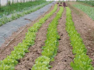 Salades et haricots plats.