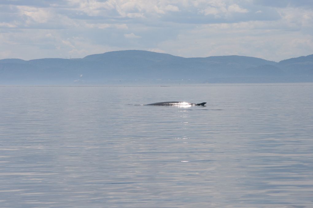 Album - Baleines-du-St-Laurent