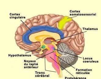 La croyance en Dieu agit positivement sur le cerveau