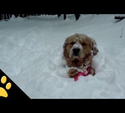 Où qu' il est le toutou à son pépère ?