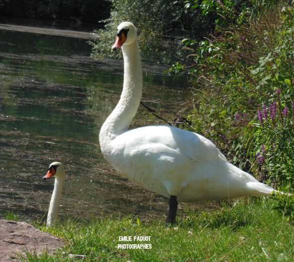 Photographies animalières...........