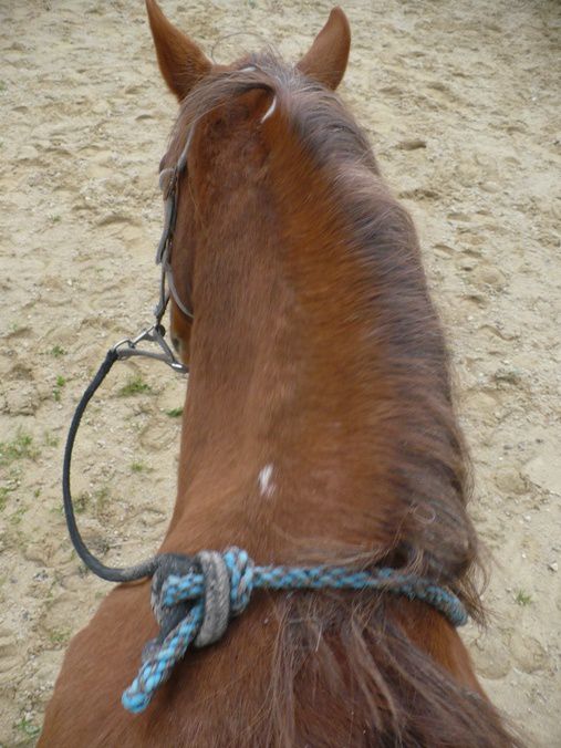 équitation sans mors éthologie séance de travail monte en licol puis en collier ou cordelette autour de l'encolure