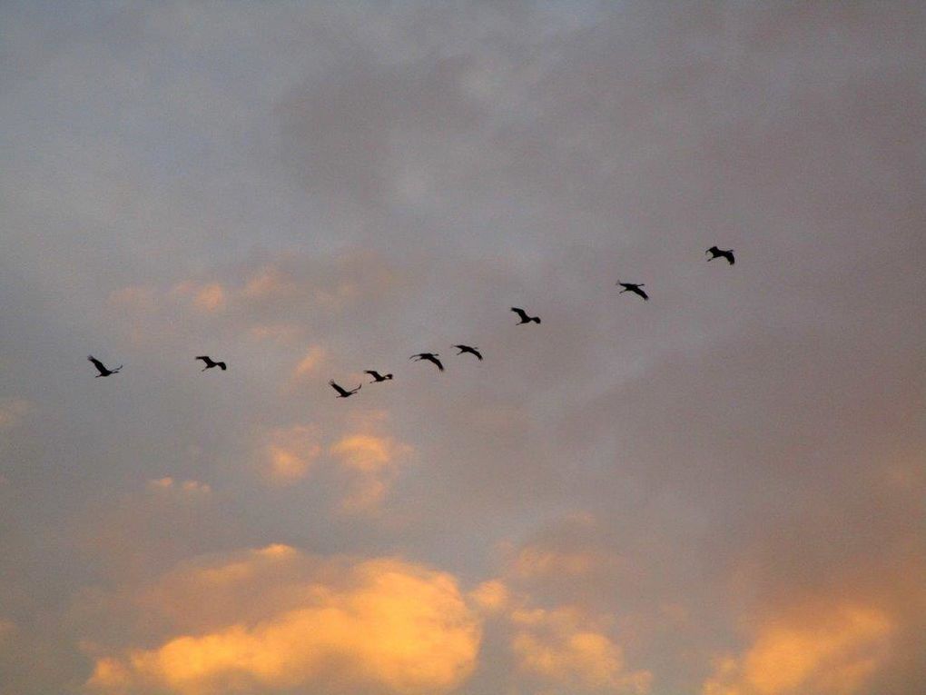 Les grues reviennent le soir sur le lac du Der