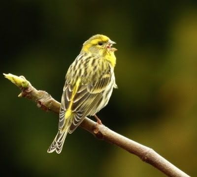 Serin cini (le film)