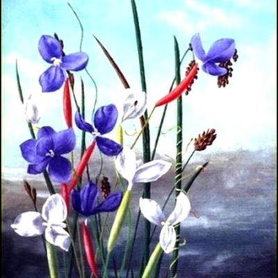 Les fleurs par les grands peintres (45) - Ada Frances Butler (1871-1914)