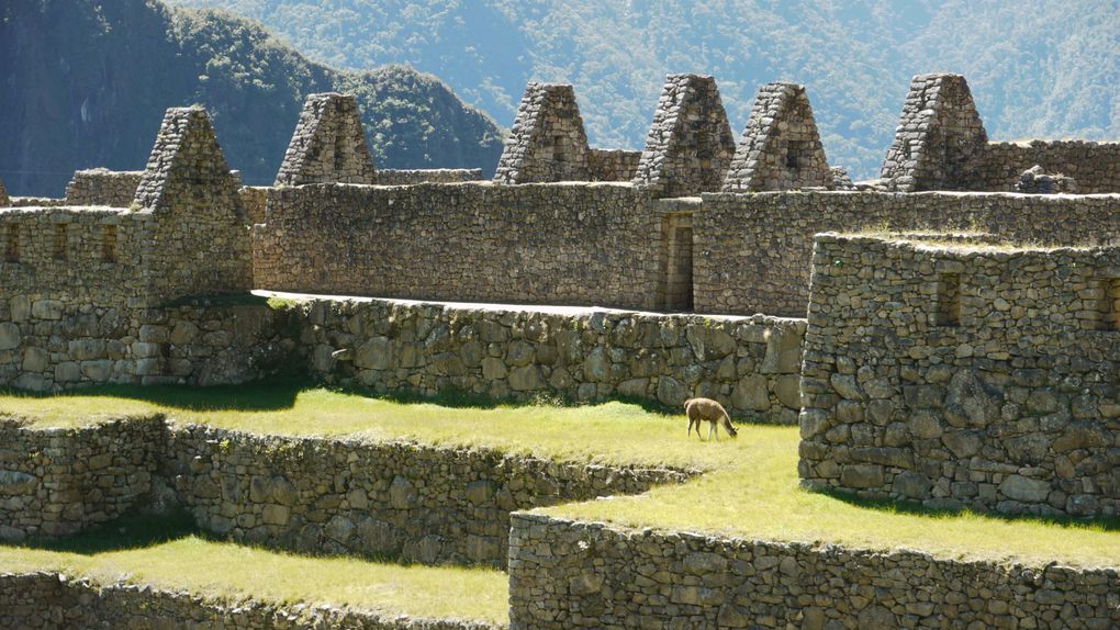 Le Machu Picchu sous tous ces angles. Album tout particulièrement dédié à Anne-Marie en souvenir de son voyage au Pérou et à Laura qui rêve de le découvrir.