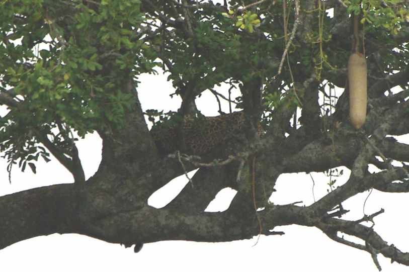 Quelques animaux rencontrés dans les parcs lors de notre voyage de noces.
K = Kenya
T = Tanzanie