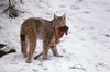 La Chasse du Lynx