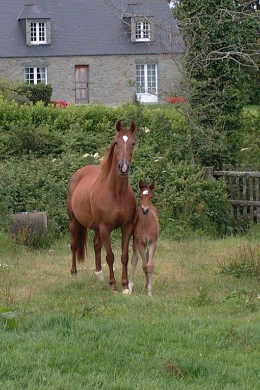 Les chevaux de LA SIMIOUNE (Près de BOLLENE dans le VAUCLUSE)