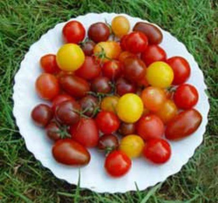 Album - La valse des tomates