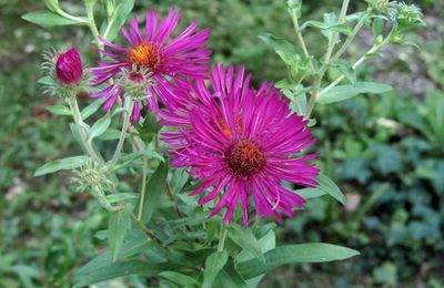 Asters, sedums et compagnie