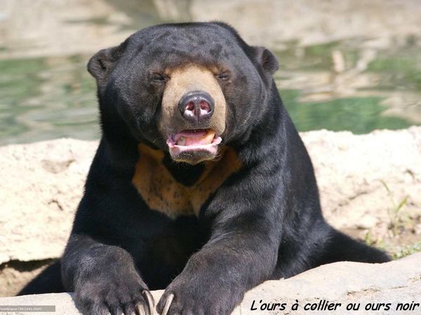 LA FAUNE DU CAMBODGE (16ème Partie)