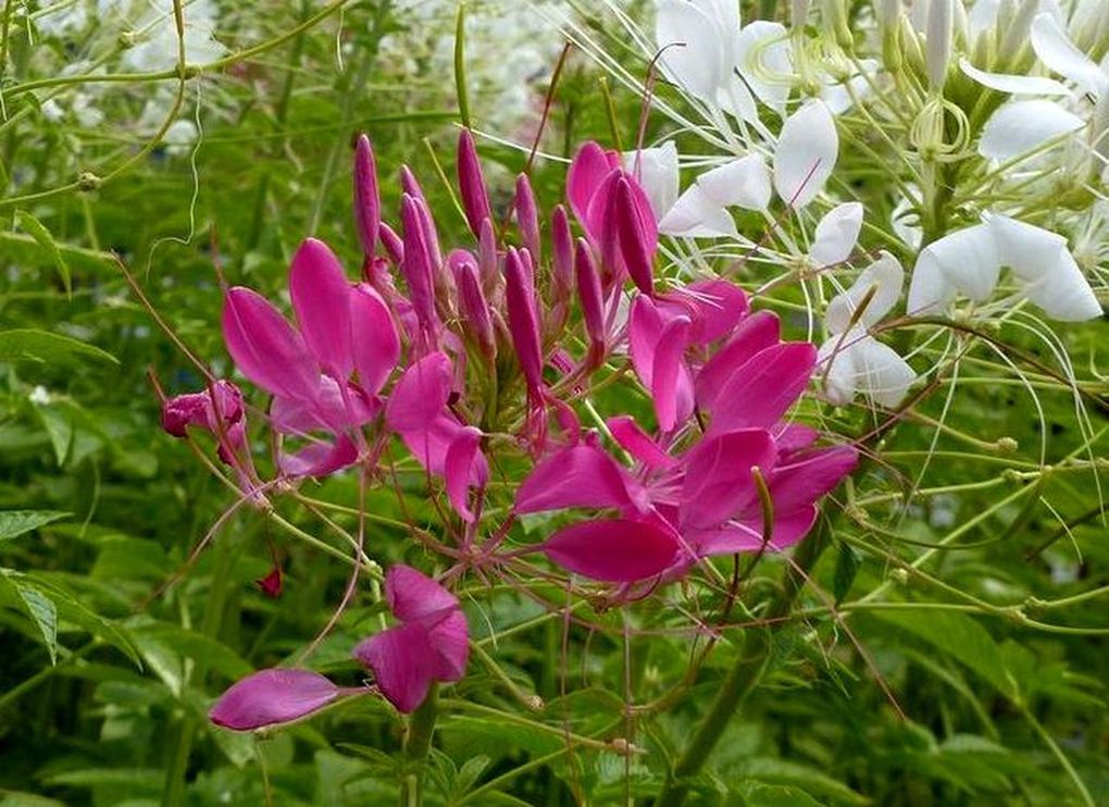 Fleurs du jour (23-15) - Dans le parc Rama IX à Suan Lang (Bangkok).