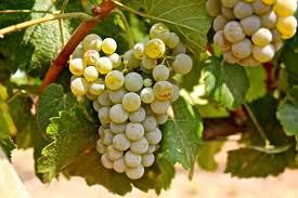 #Red Blend Wine Producers Arizona Vineyards
