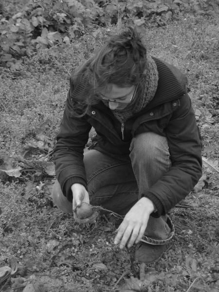 Ce chantier était consacré à la cueillette des navets, des betteraves et des choux raves blancs et rouges. On a également planté de jeunes figuiers et quelques plantes d'ornements sur le tallu. Tout un programme !!