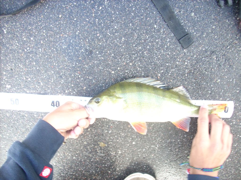 poissons des diffèrentes sorties de 2011