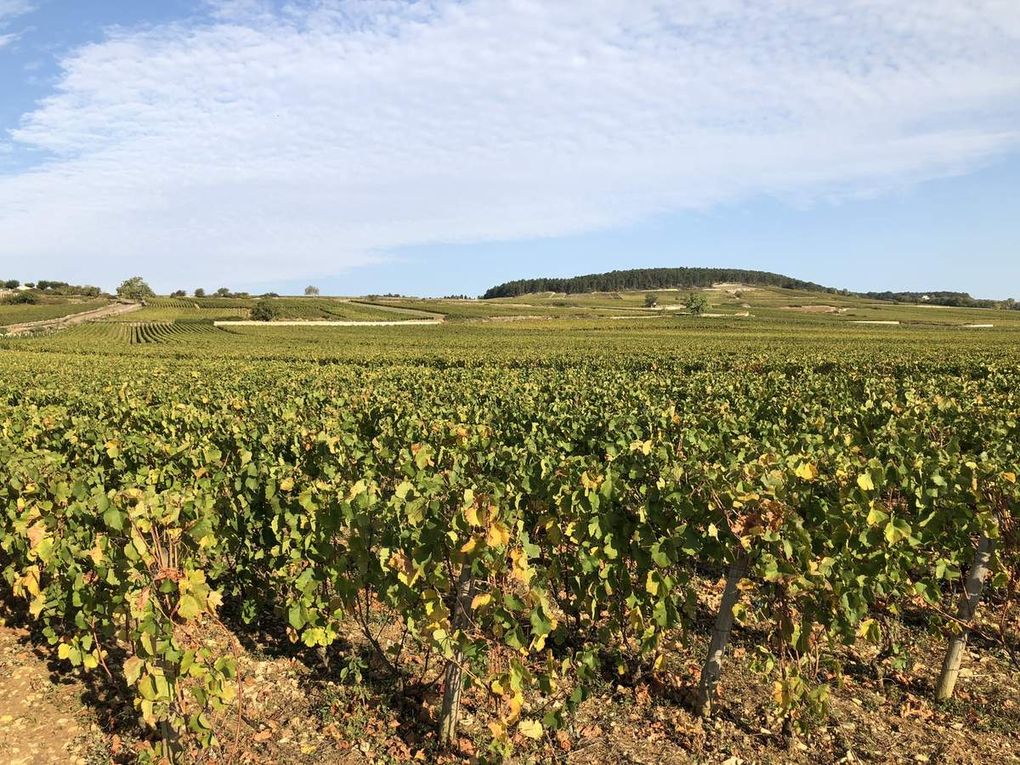 Des hommes et une terre: Les Santenots à Meursault 